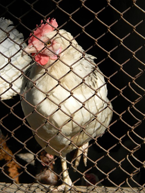 季有所作为 季有所作为